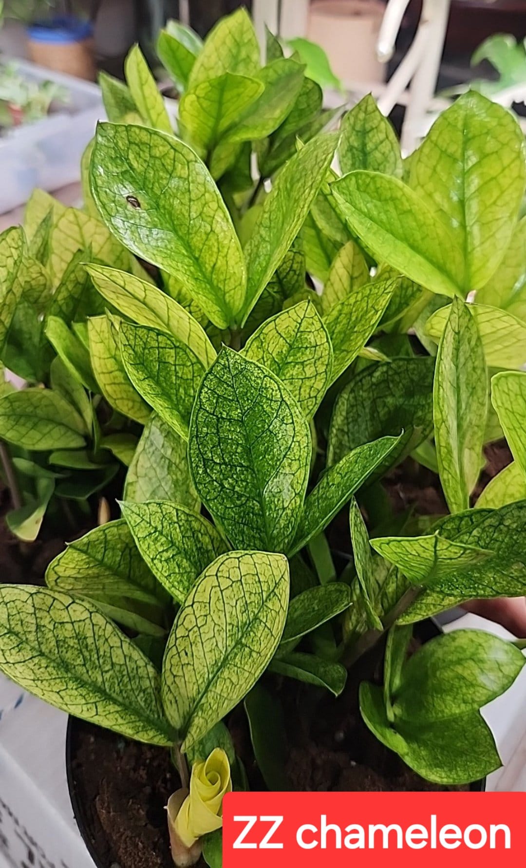 Chameleon ZZ Plant, Rare Zamioculcas Zamiifolia - Etsy