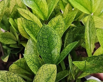 Chameleon ZZ Plant, Rare Zamioculcas Zamiifolia - Etsy