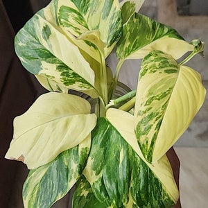Monstera Lechleriana variegada: Planta tricolor de media luna