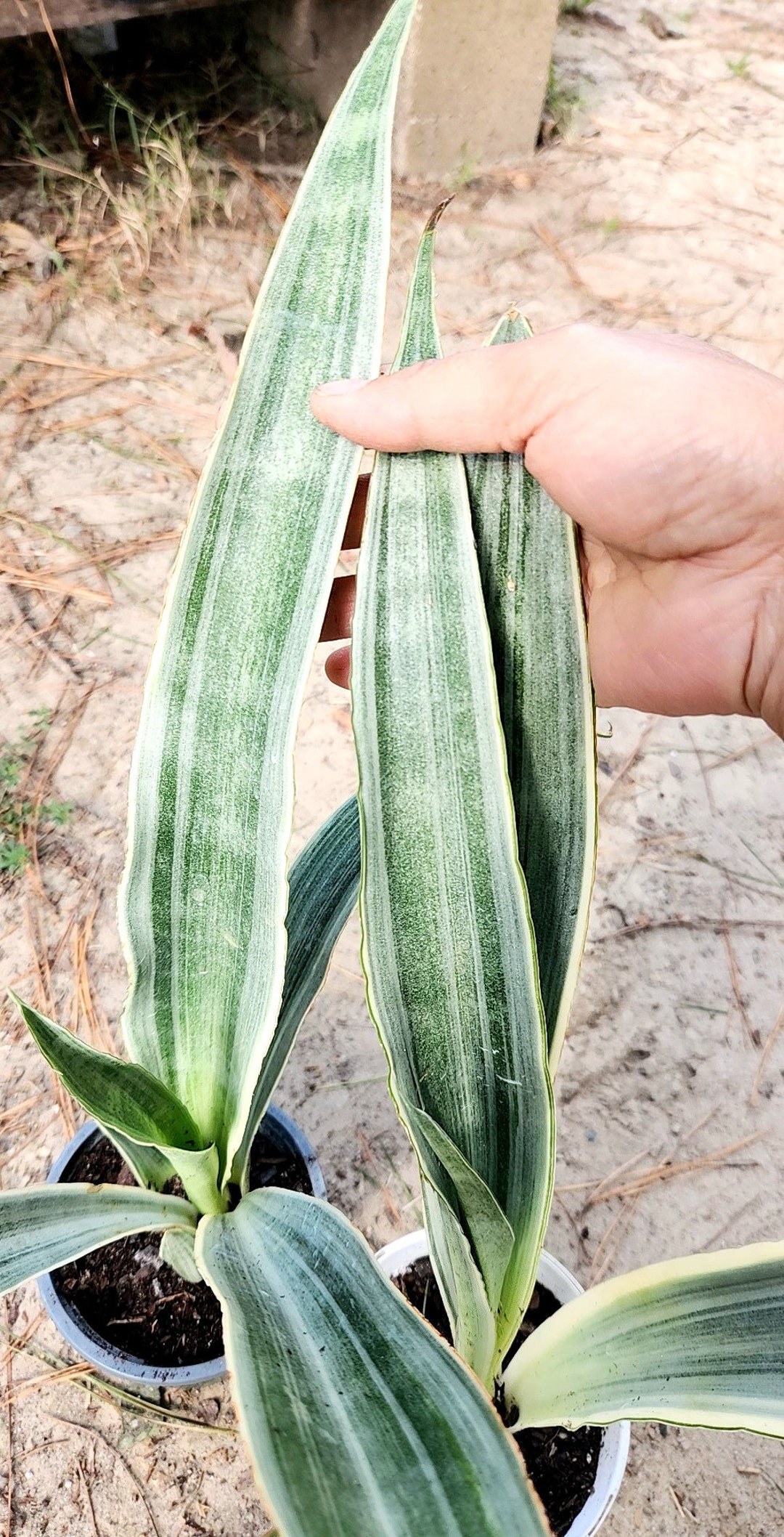 Silver Python Plant Sayuri Sansevieria: Rare Silver Snake Plant - Etsy