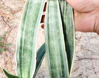 Sayuri Sansevieria: rara planta serpiente plateada