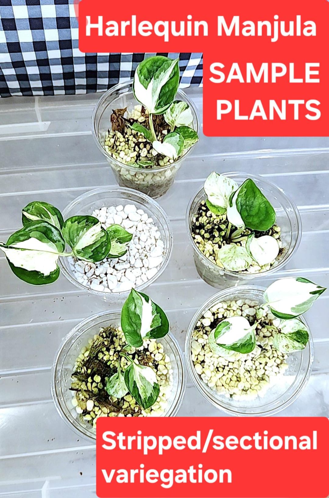Harlequin Manjula Pothos, Happy Leaf, Rare White Variegation, Cuttings &  Rooted Plants - Etsy