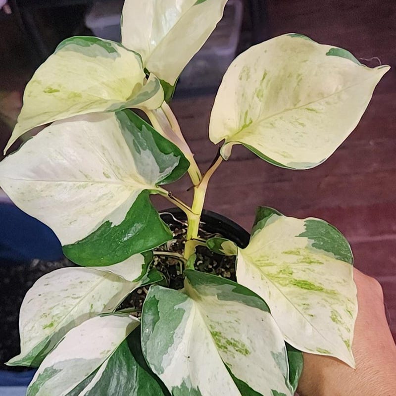Harlequin Pothos For Sale