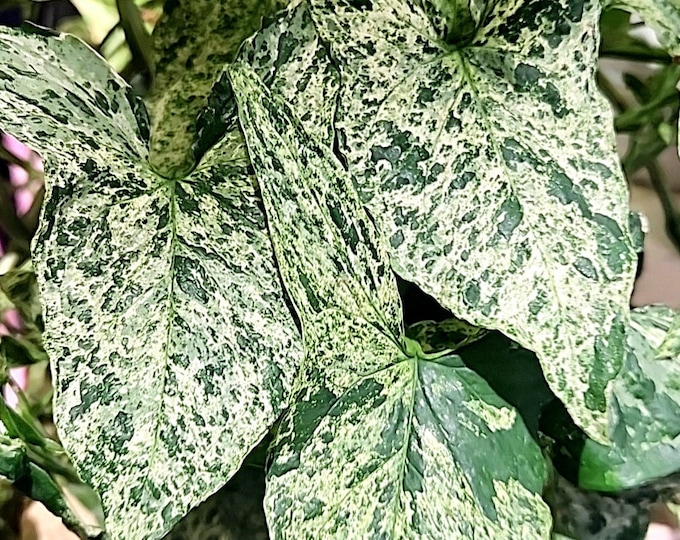 Syngonium Mojito Stunning Colors High Variegation, Syngonium Mottled ...