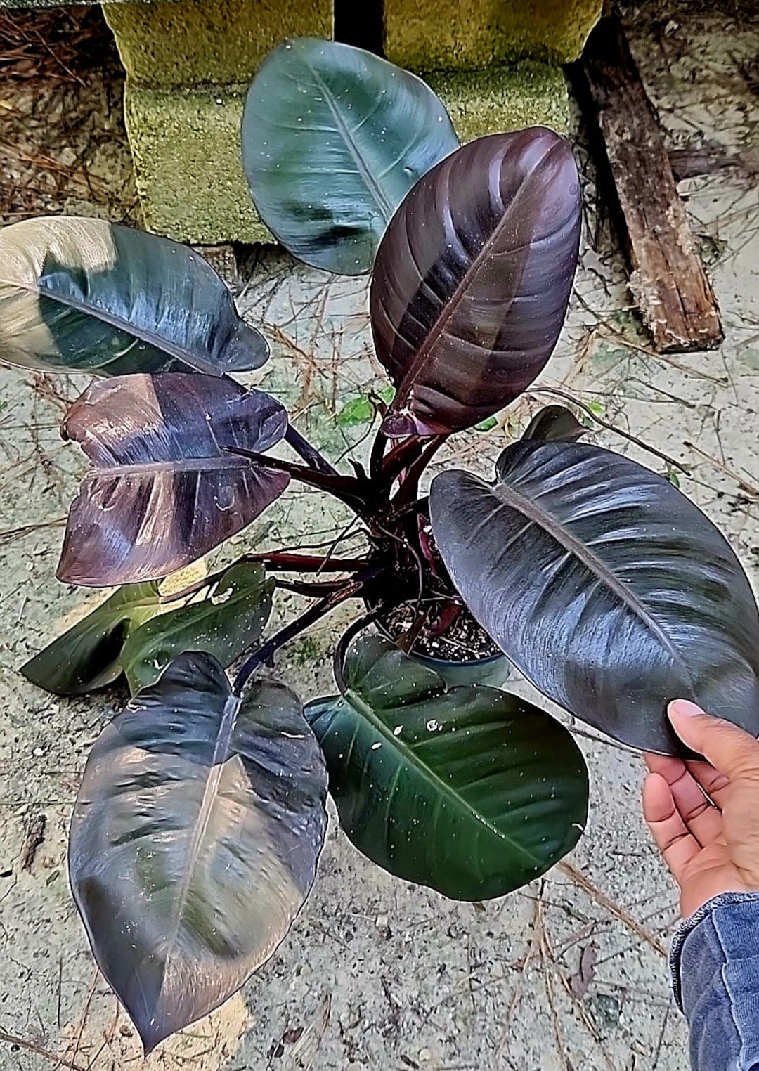 KhK-04〉完璧個体！philodendron black cardinal variegated