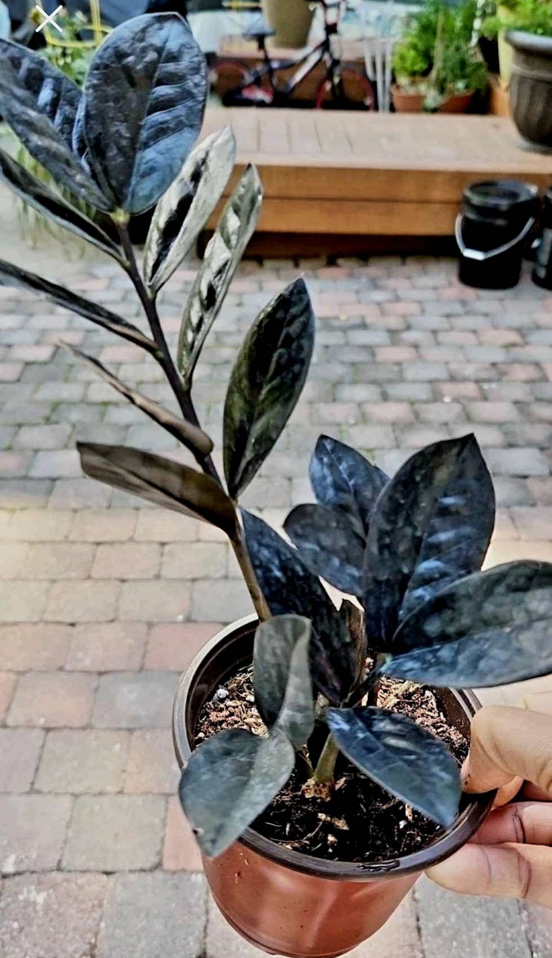 Black Raven ZZ Plantmedium Size, Zamioculcas Zamiifolia RARE Etsy