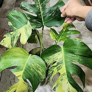 May include: A Monstera Aurea plant featuring large, heart-shaped leaves with distinct fenestrations and variegated patterns of deep green and creamy yellow. The plant displays multiple stems and foliage with a bright, marbled appearance throughout.