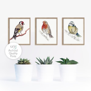 Rosie Brooks British Garden Birds Framed Print