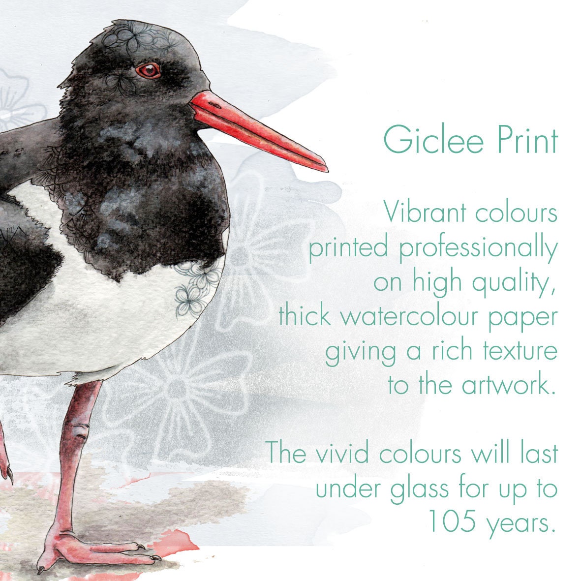 Oystercatcher Print Wading Bird Illustration Oyster Catcher Etsy