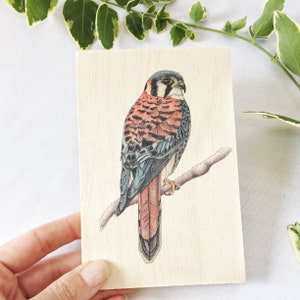 Cartão postal de madeira Kestrel, presente de ave de rapina, cartão postal de madeira, impressão de pássaro em madeira, decoração natural