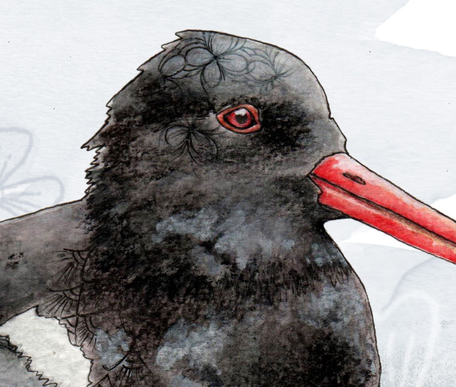 Oystercatcher Print Wading Bird Illustration Oyster Catcher Etsy