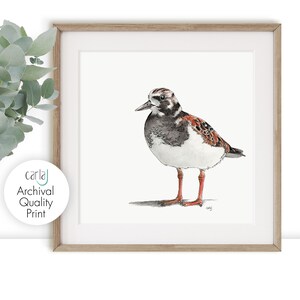 Shore Bird Illustration Art Print, Minimal Print, Turnstone Coastal Bird Drawing, Nature Decor Cute Bird, Cornwall Art Black and Brown Decor