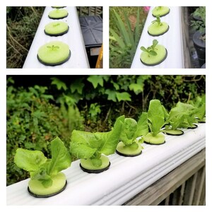 Hydroponic Growing System, 2 Vinyl Downspout 3x4 Inch With 4 End Cap System, DIY Kratky Container Gardening immagine 10