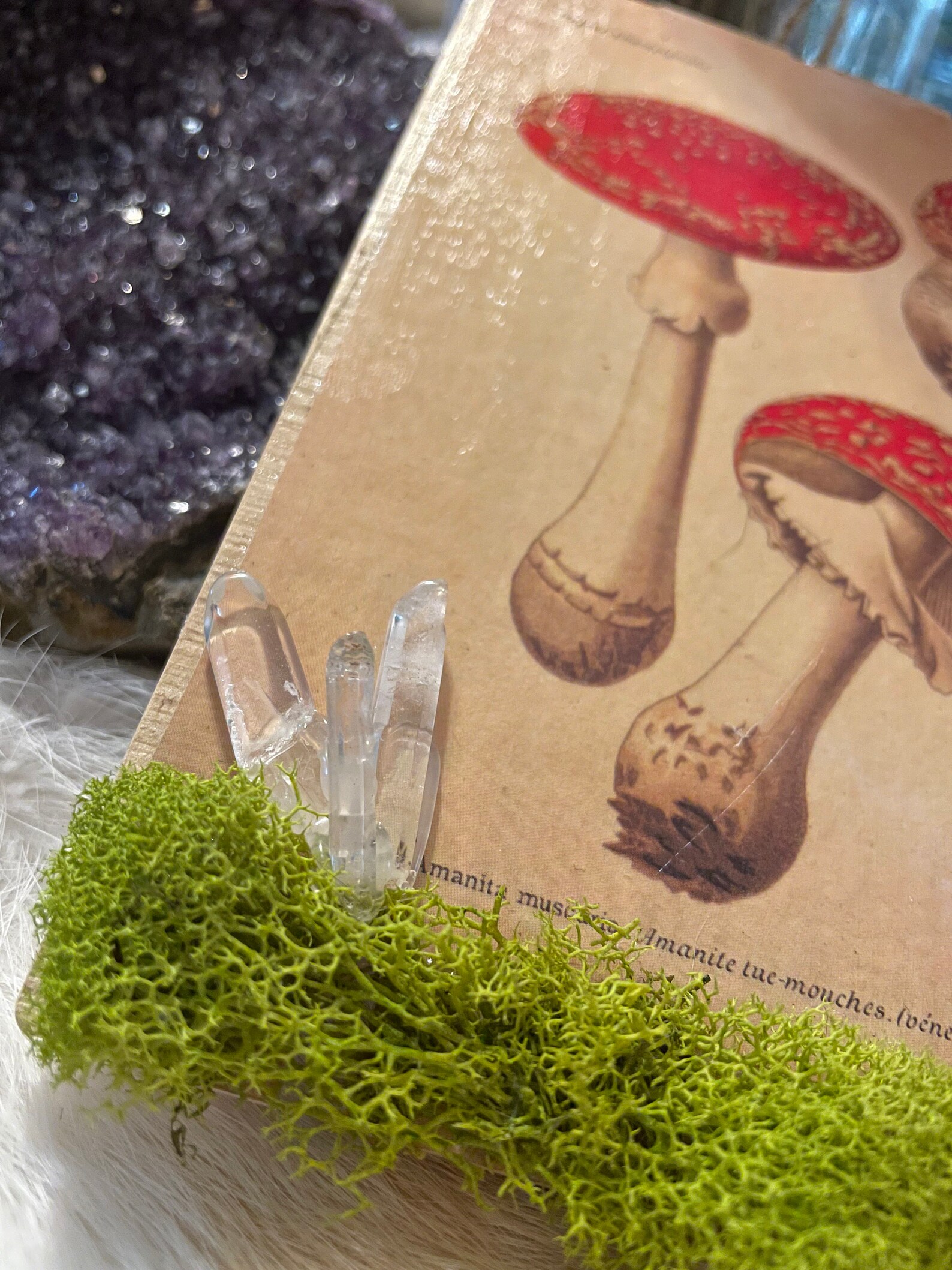 Mushroom Cottagecore Forest Aesthetics Red Mushroom Etsy