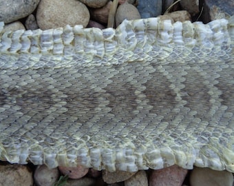 Rattlesnake skin | Etsy