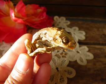 crapaud Toad skeleton!! Taxidermie cabinet de curiosité squelette grenouille
