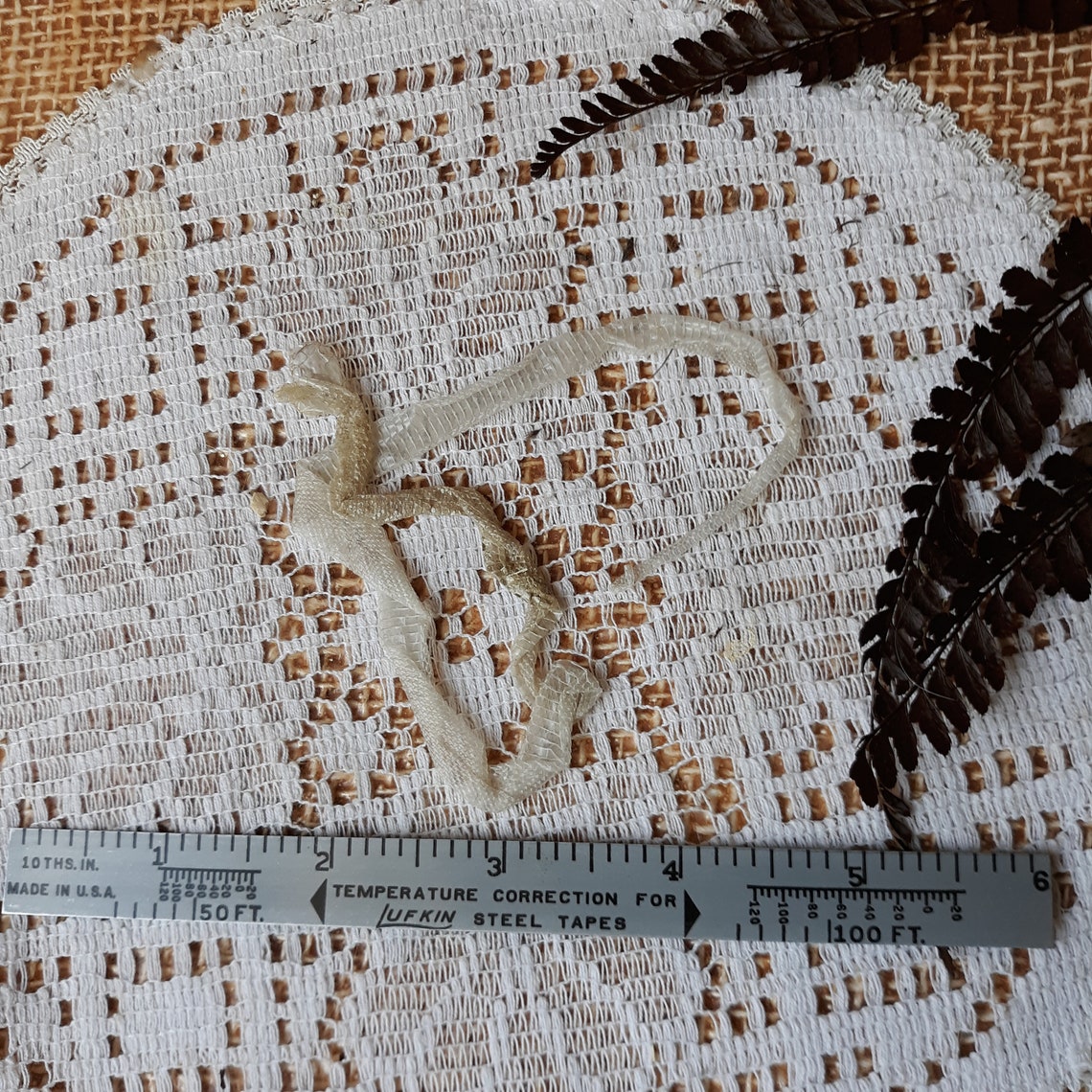 cruelty free first shed baby neonate speckled king snake