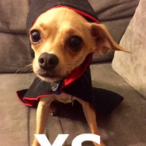 Le Black Wizard & Witch Robes for Dogs and Cat Red, Blue, Yellow, or Green Lining image 5