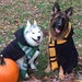 see more listings in the Dog & Cat Costumes section