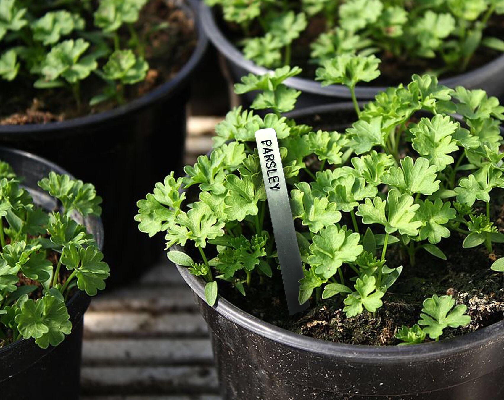 Garten und Pflanzenmarkierer Gemüsegarten Obstgarten Etsy