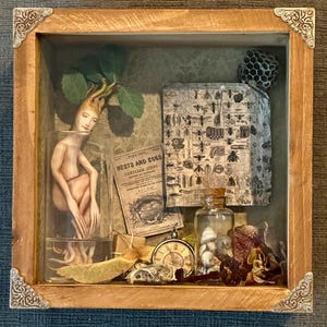 Box of Curiosities, Shadowbox Display of Oddities, Natural History Specimens Collection, Assemblage of Unusual Finds