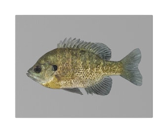 Blue Gill Freshwater Fish Art Matte Canvas, Stretched, 0.75"