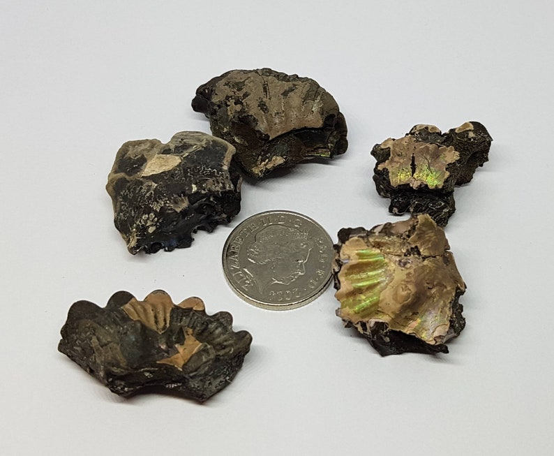 Folkstone ammonite specimen pieces.