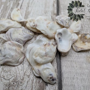 20 small drilled oyster shell beads.