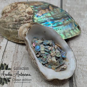 May include: An oyster shell filled with iridescent abalone shell pieces, with a larger abalone shell in the background. The shells are on a wooden surface. The text "Collection Aroha Aotearoa. Ocean edition" is visible.