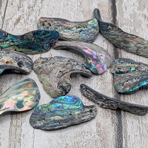 10 個の未研磨レインボー野生ビーチコーマ NZ パウア シェル ビーズ - ジュエリー製作やアート プロジェクト用のトップ ドリル天然アワビ。