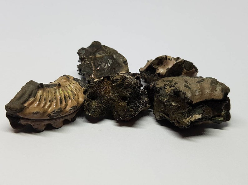 Folkstone ammonite specimen pieces.