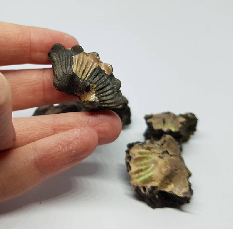 Folkstone ammonite specimen pieces.