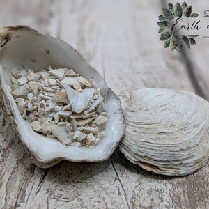May include: An open oyster shell filled with small, light-coloured shell fragments, next to a closed, textured clam shell. The shells are on a wooden surface. The image includes the text "Collection Earth alchemy."