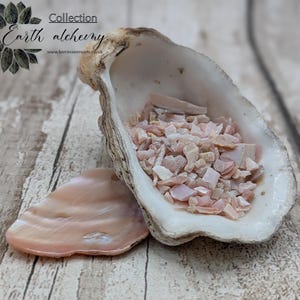 May include: An open oyster shell filled with small, pink fragments. A second shell lies beside it. The image includes the text "Earth alchemy" and "Collection". The shells are on a wooden surface.