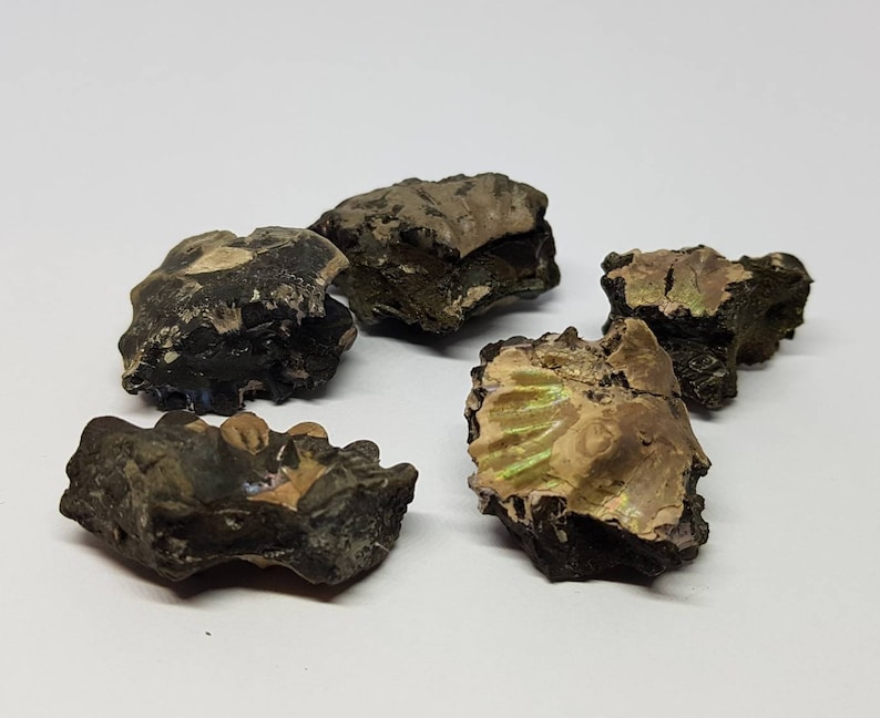 Folkstone ammonite specimen pieces.