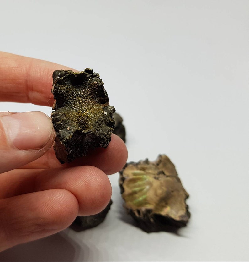 Folkstone ammonite specimen pieces.