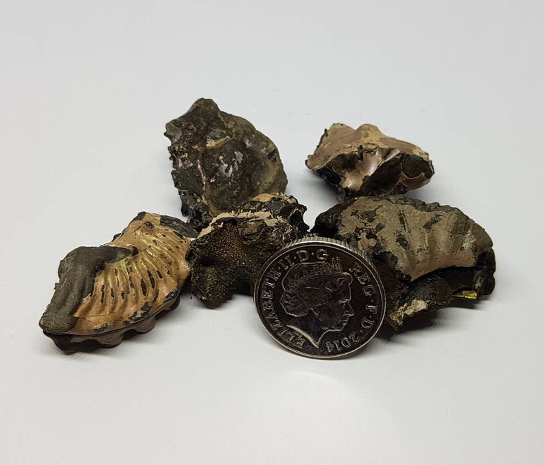 Folkstone ammonite specimen pieces.