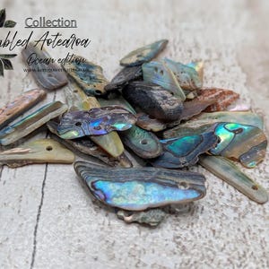May include: A collection of tumbled Aotearoa ocean edition shells. The shells are in various shapes and sizes, with iridescent blue, green, and purple hues. Some shells have small holes. The image includes text that reads "Collection Tumbled Aotearoa Ocean edition".