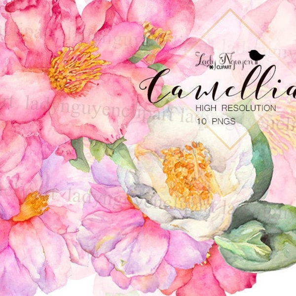 Camellia Flower Watercolor Clipart, Camellia Handpainted Illustrations Clipart - CL048