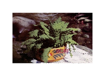 Haakpatroon Boston Fern Plant - haakpatroon varens vintage jaren 80 (pdf)