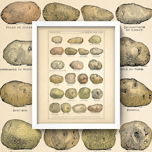 Potato Print or Poster • Antique Potatoes “Le Pomme De Terre” Art • 4 Sizes! • Antique Kitchen Chart • French Pommes Diagram Chart Kitchen