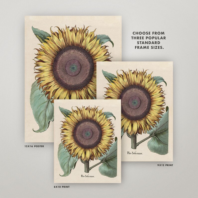 Vintage Sunflower Print or Poster Antique Sunflower Wall Art Etsy