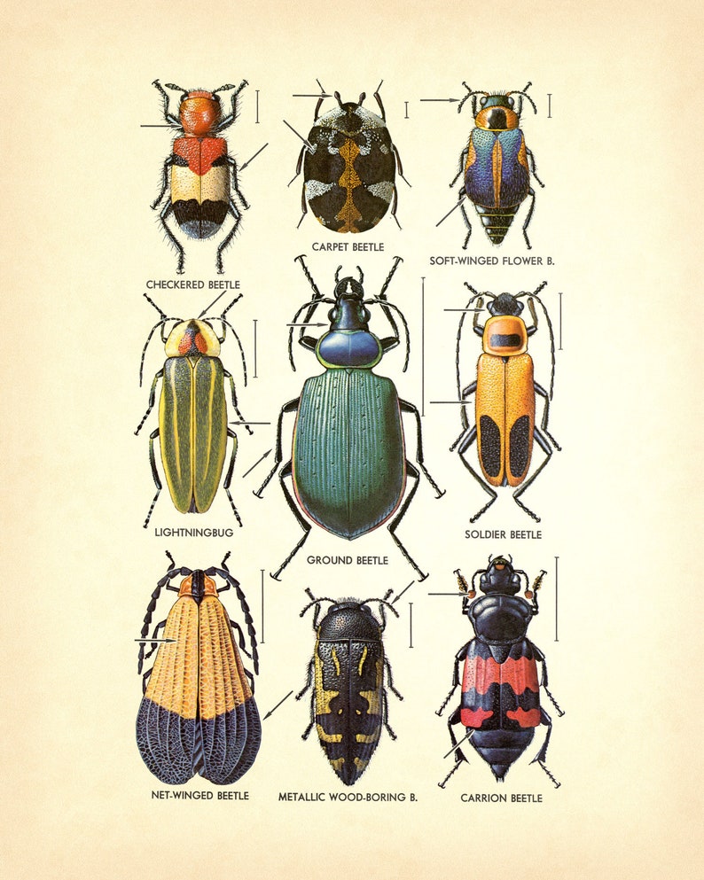 Beetles Diptych Vintage Insect Charts Individually or Buy | Etsy