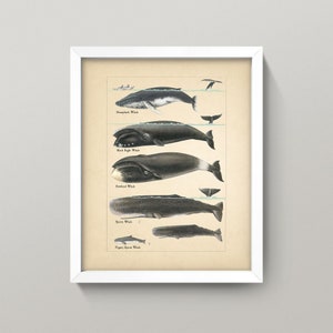 May include: A vintage illustration of five different whale species, including the Humpback Whale, Black Right Whale, Bowhead Whale, Sperm Whale, and Pigmy Sperm Whale. The whales are depicted in a size comparison, with the largest whale at the top and the smallest at the bottom.