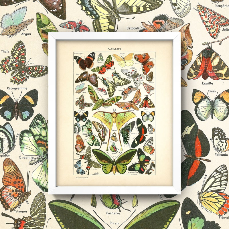 Antique Butterfly Prints - Etsy