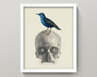 Bird on Skull Collage • 8x10 Print • Antique human anatomy and vintage bird illustration collage • Blue Bluebird Human Skull Poe