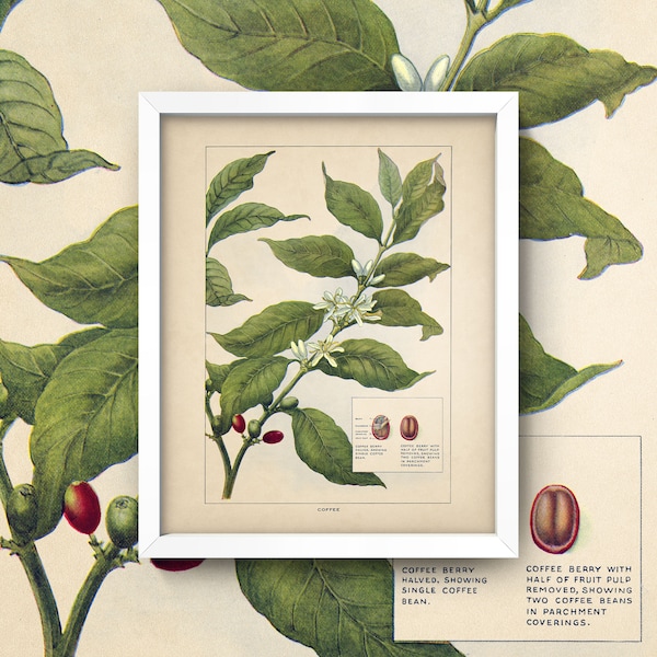 Antique Coffee Plant Print • Botanical Kitchen Art