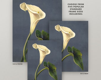 Antique Calla Lily Print • Vintage Arum Lily Wall Art • 4 Sizes