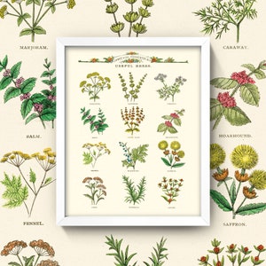 Vintage Useful Herbs Print • Antique Herb Chart • 4 Sizes! • Vintage Kitchen Print • Herbs & Spices Poster • Antique Seed Catalog Wall Art