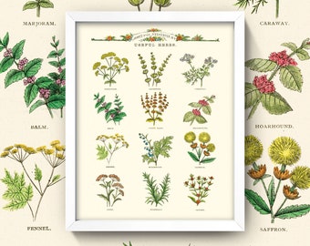 Lámina vintage de hierbas útiles • Tabla de hierbas antigua • ¡4 tamaños! • Lámina vintage de cocina • Póster de hierbas y especias • Catálogo de semillas antiguo para pared